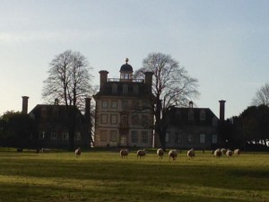 Ashdown Sheep